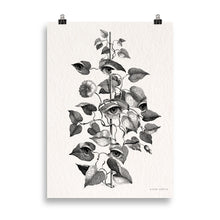 Charger l'image dans la galerie, Mirabilia