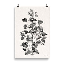 Charger l'image dans la galerie, Mirabilia