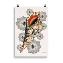 Charger l'image dans la galerie, Le Coquillage du Capricorne