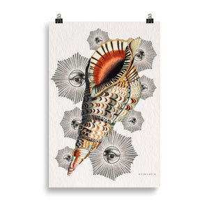 Le Coquillage du Capricorne
