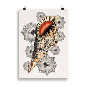 Le Coquillage du Capricorne